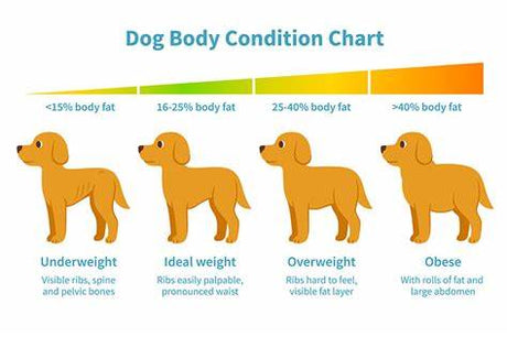 Is Your Dog Overweight? How to Tell and the Consequences