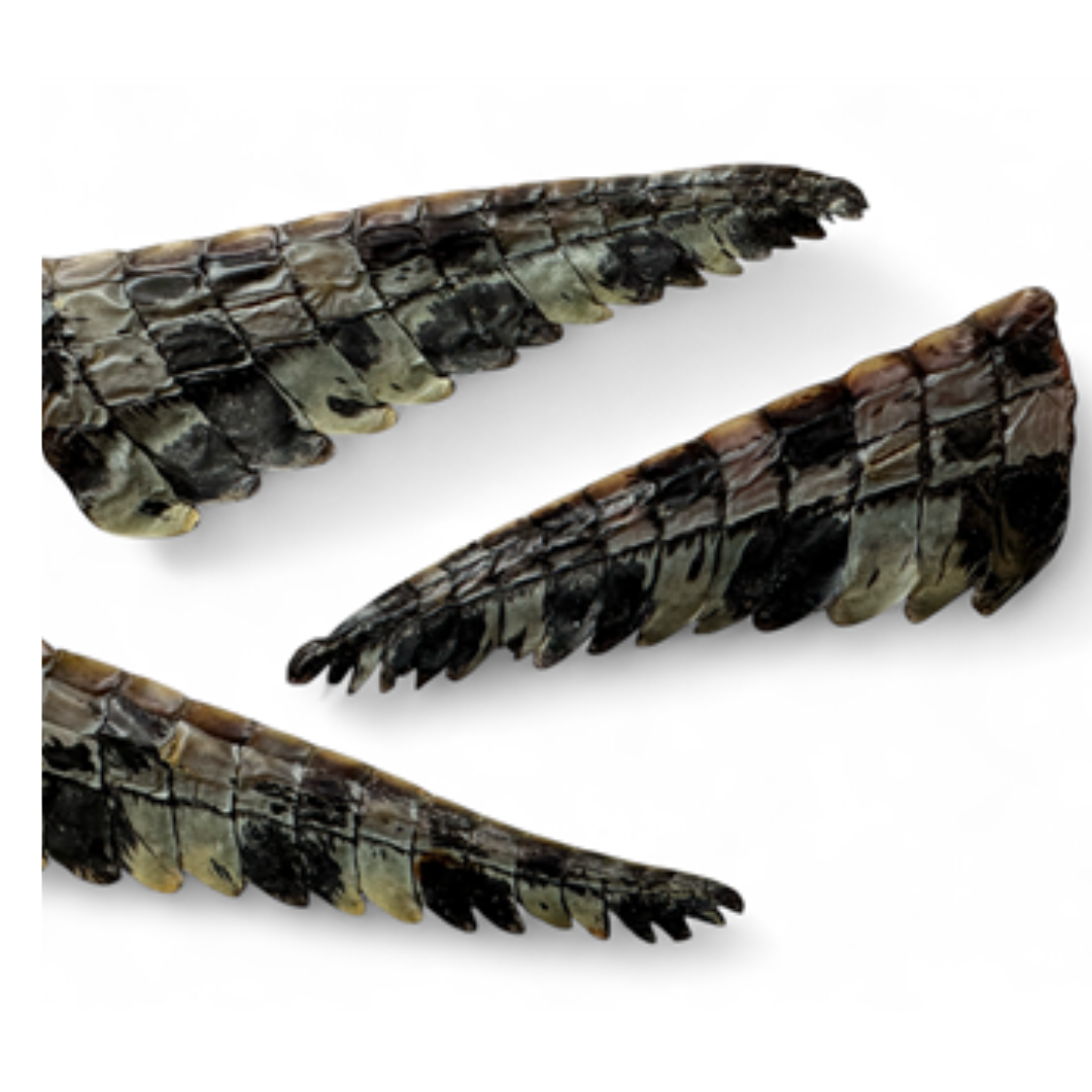 Crocodile Tail Chews